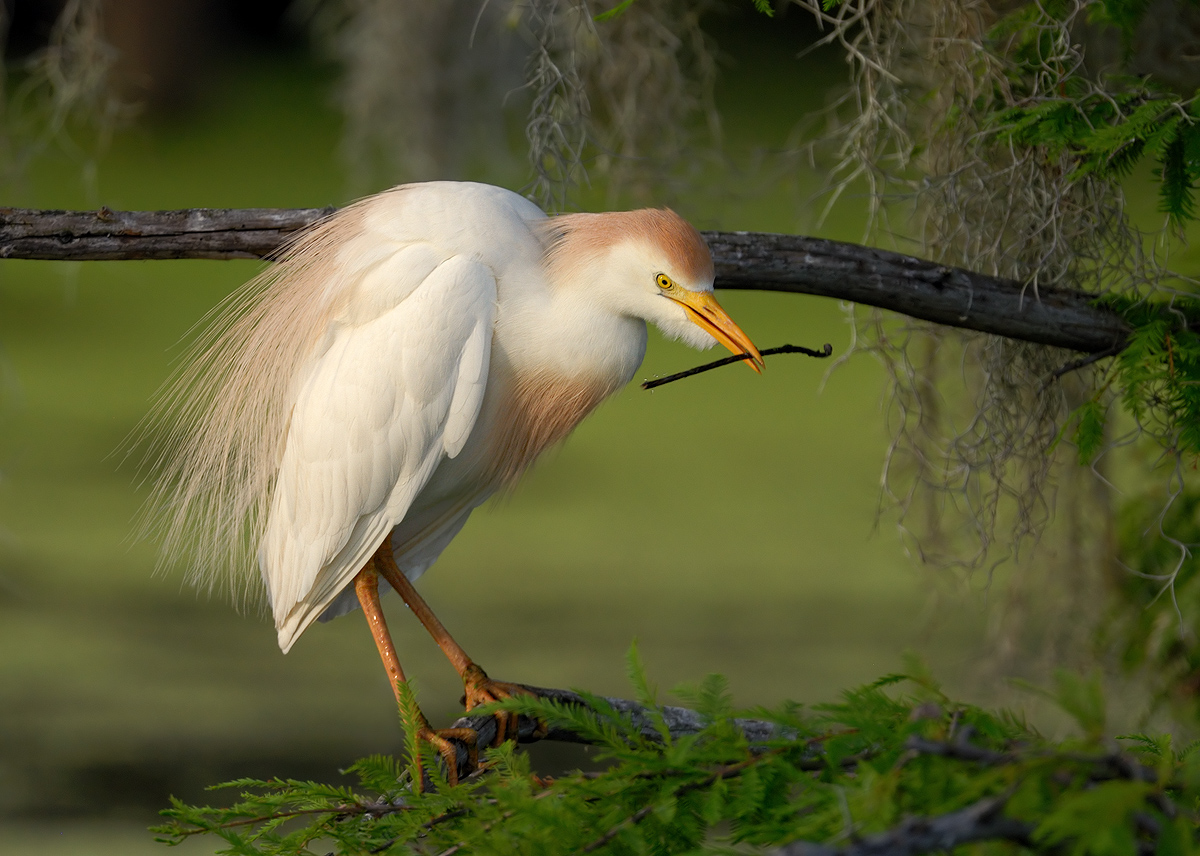 Cattle Egret