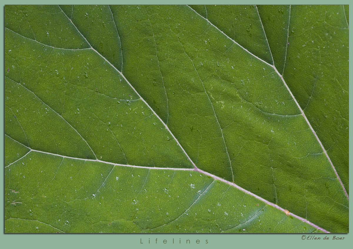 Lifelines...