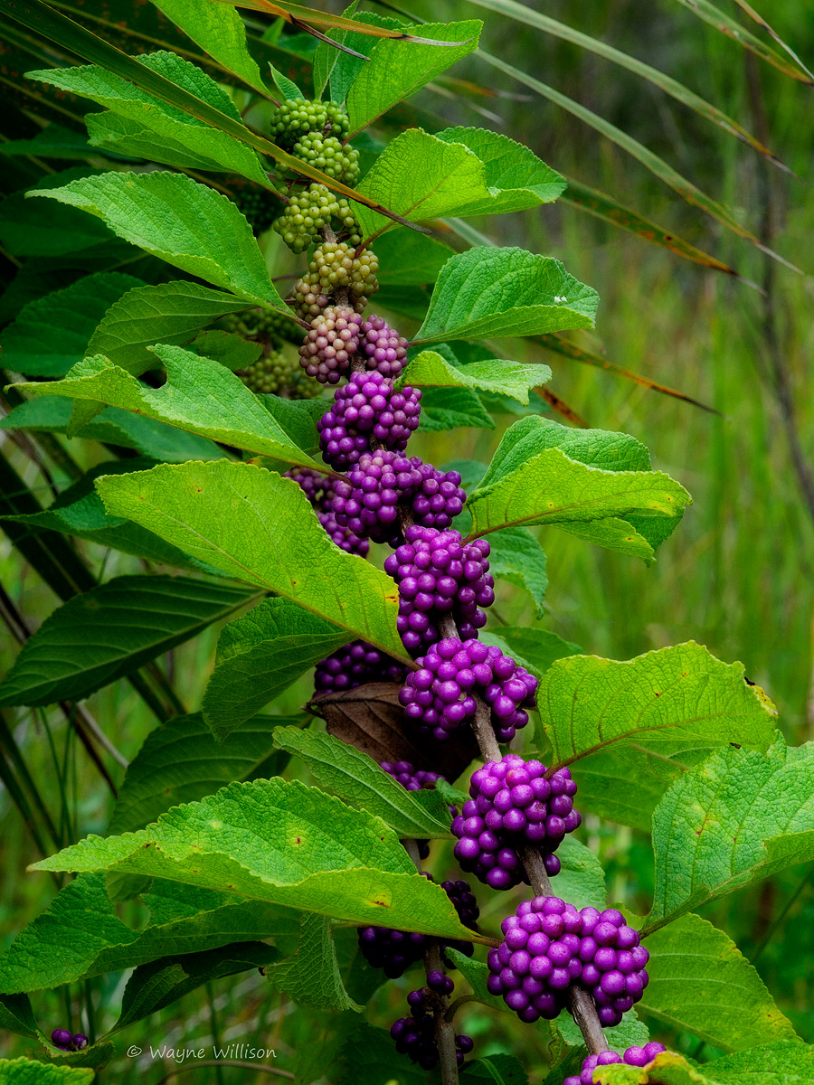 Stack in the Wild