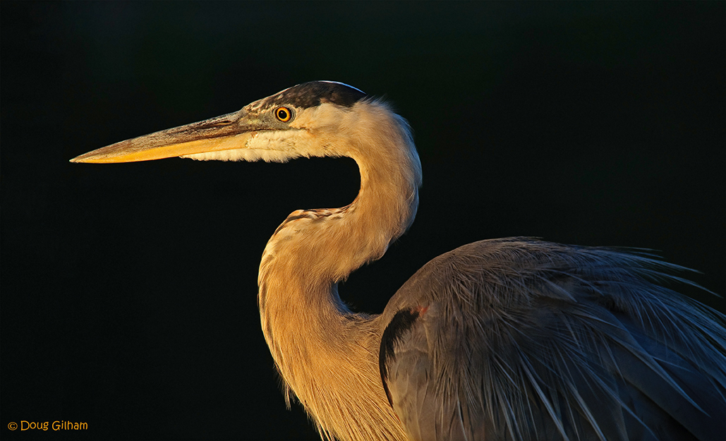 Early Morning Heron