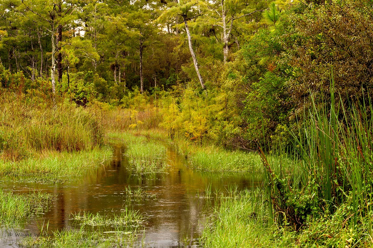 Summer Glades