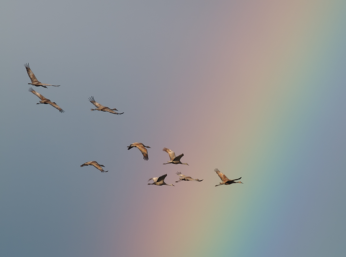 Cranes and Rainbow