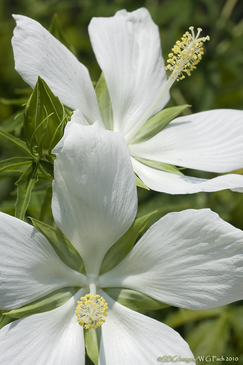 FLORA THEME