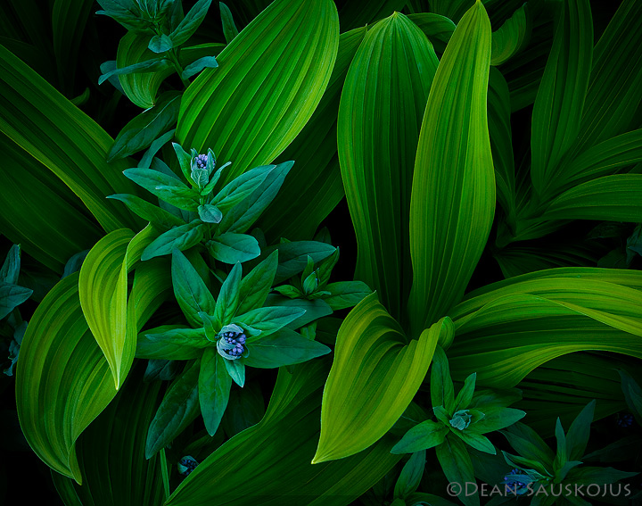 Valley of the Lilies