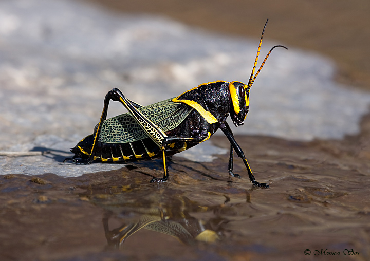 Horse Lubber Grasshopper