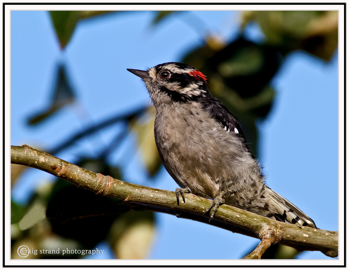 Downy Woodpecker