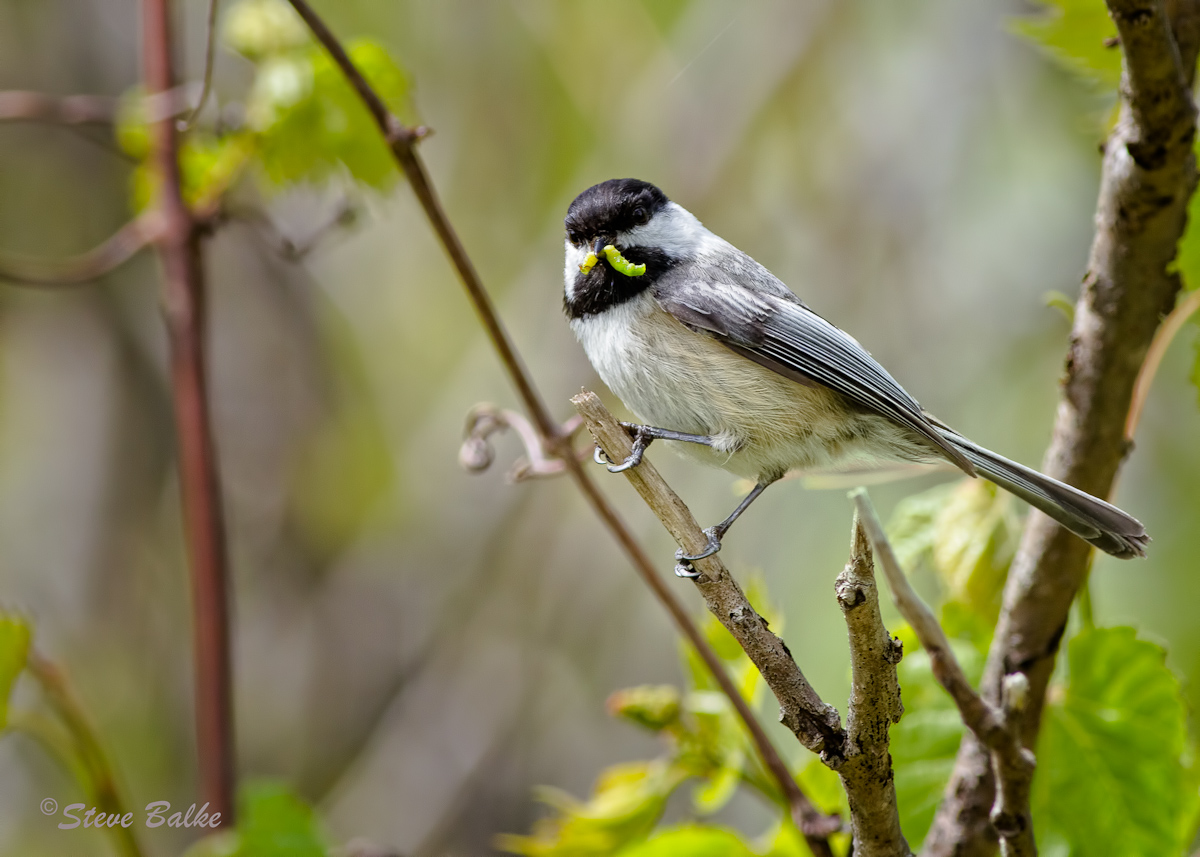 Black-capped Chickadee