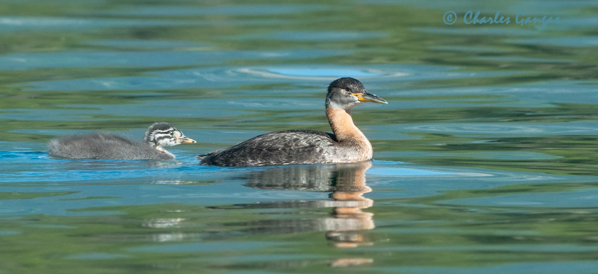 Red-necked Grebe & chick