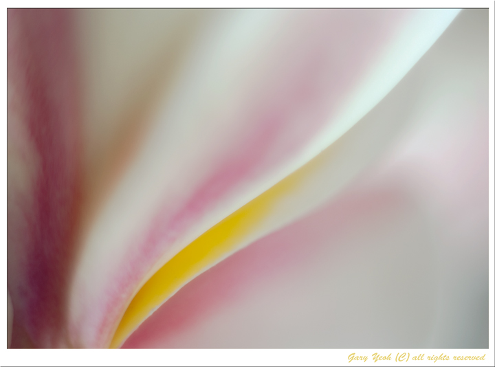 Frangipani asbtract