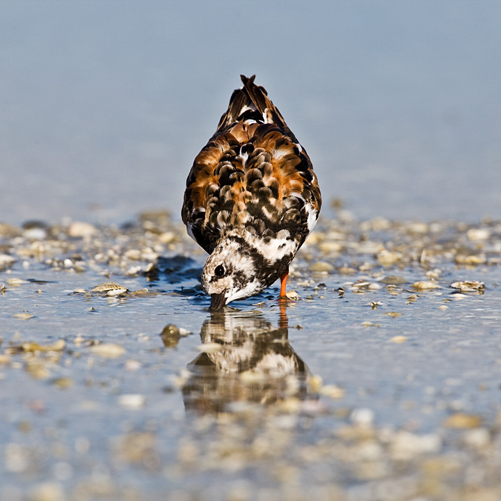 Ruddy Turnstone
