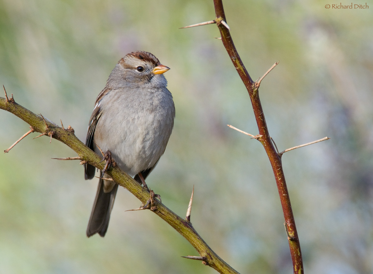 White-crowned Sparrow