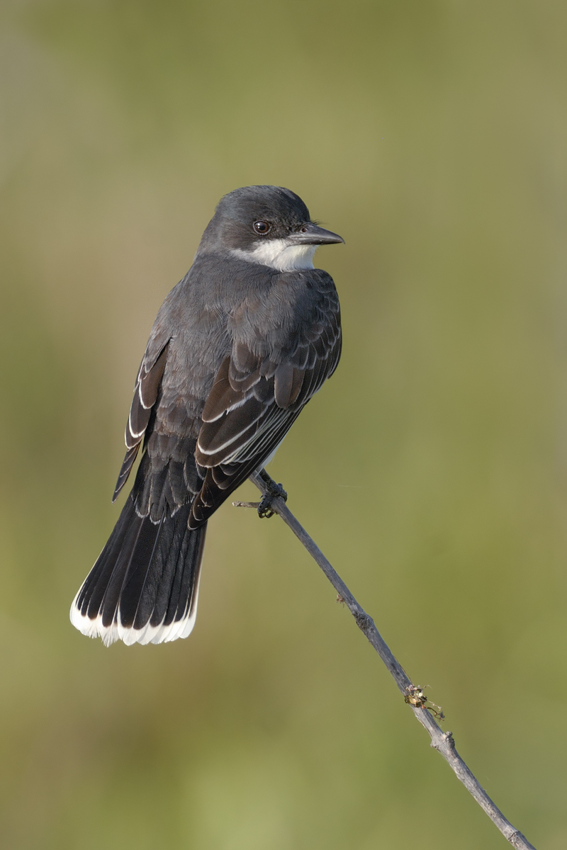 Eastern Kingbird