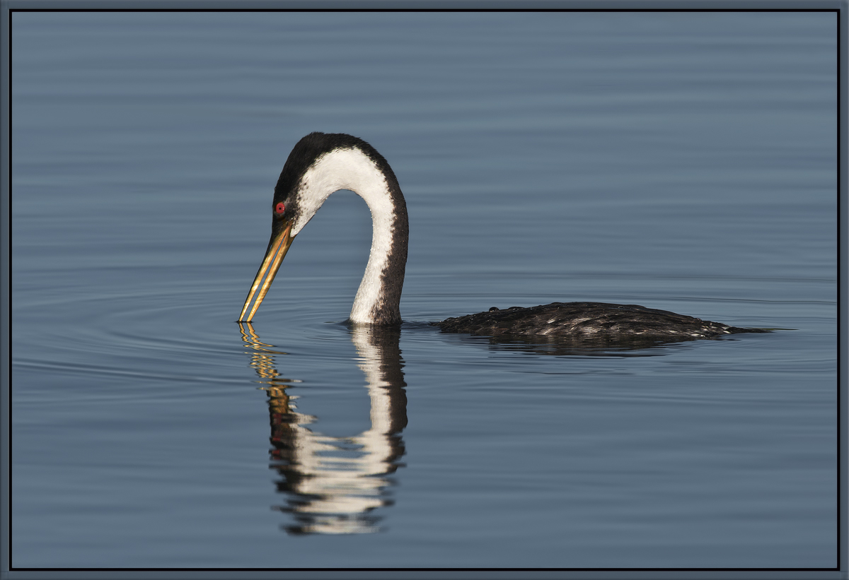 Grebe