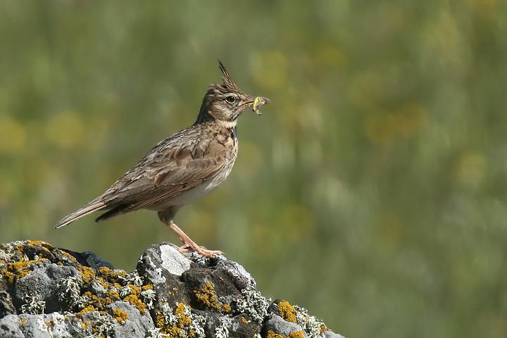 Crested Lark