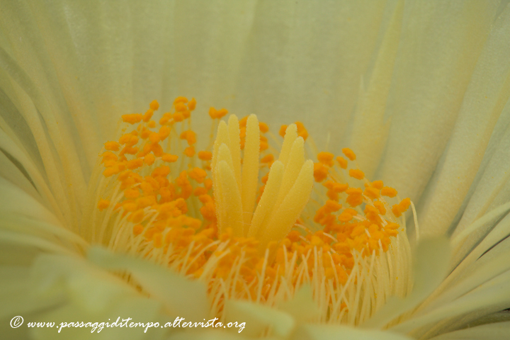 Astrophytum