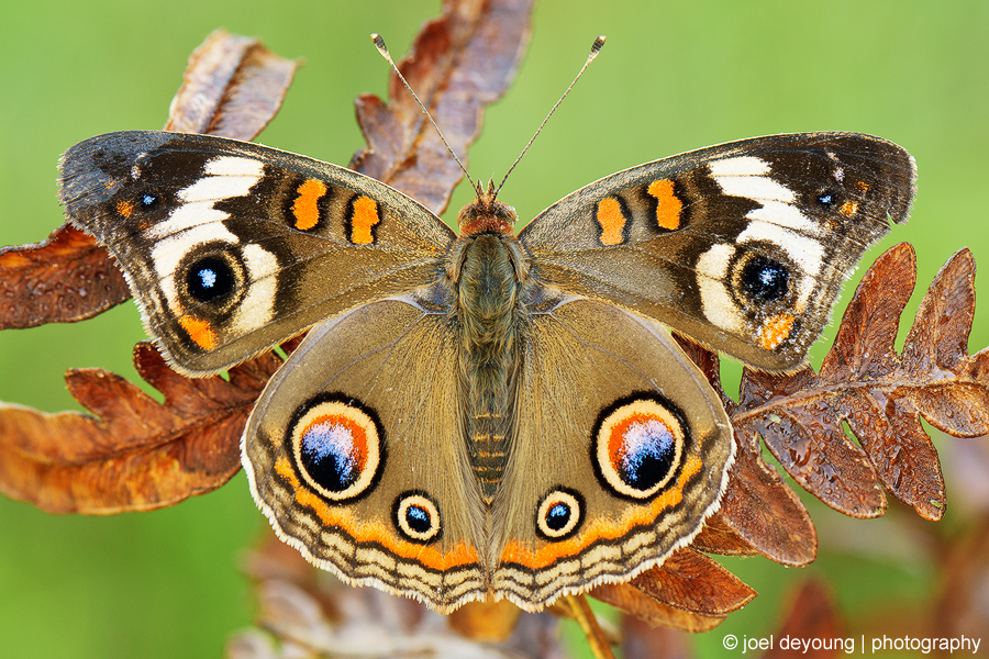 Common Buckeye