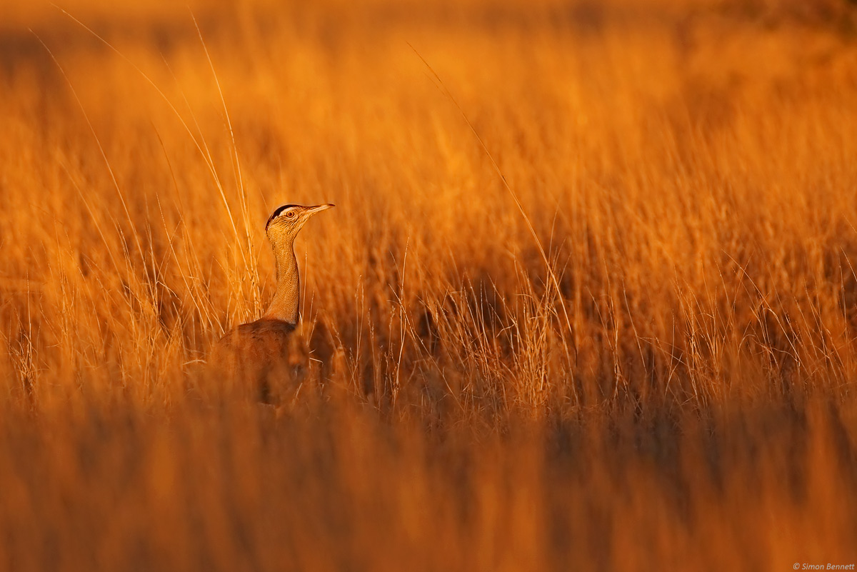 Australian Bustard