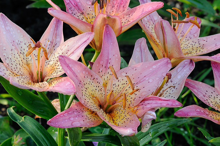Floral Extravagance