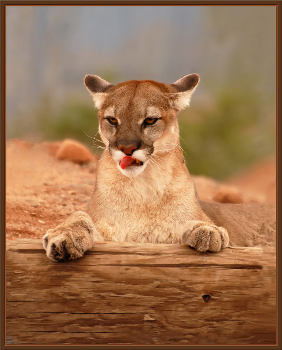 WC  #447 - Zoo