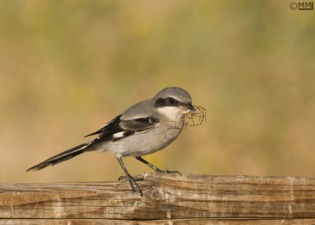 Loggerhead Shrike juvie