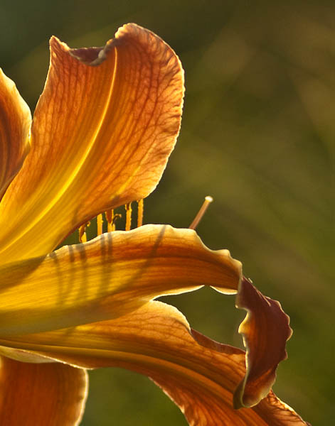 Backlit Daylily