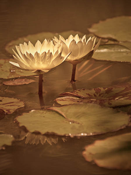 Lilies in Sunlight