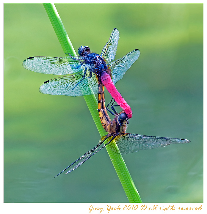 Mating dragonflies #2