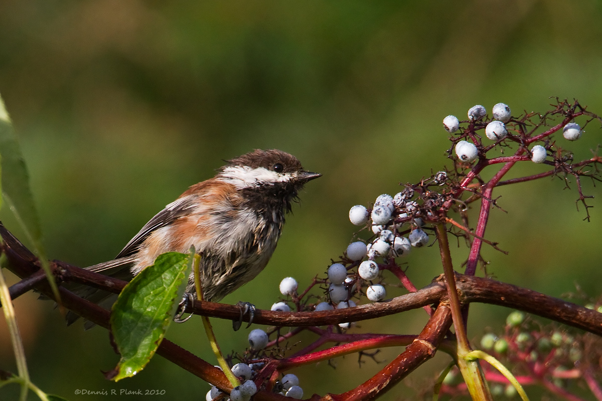 Chestnut Back Chickadee