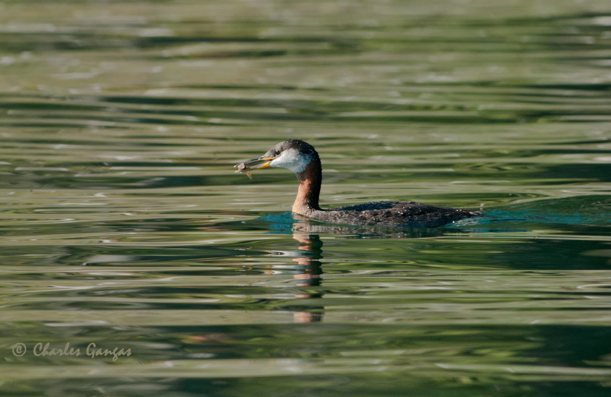Red-necked Grebe/dinner
