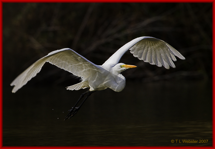 Great Egret