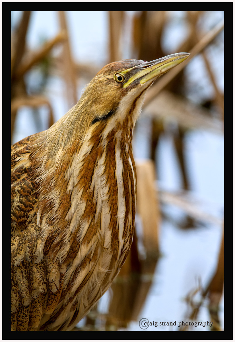 Bittern Portrait