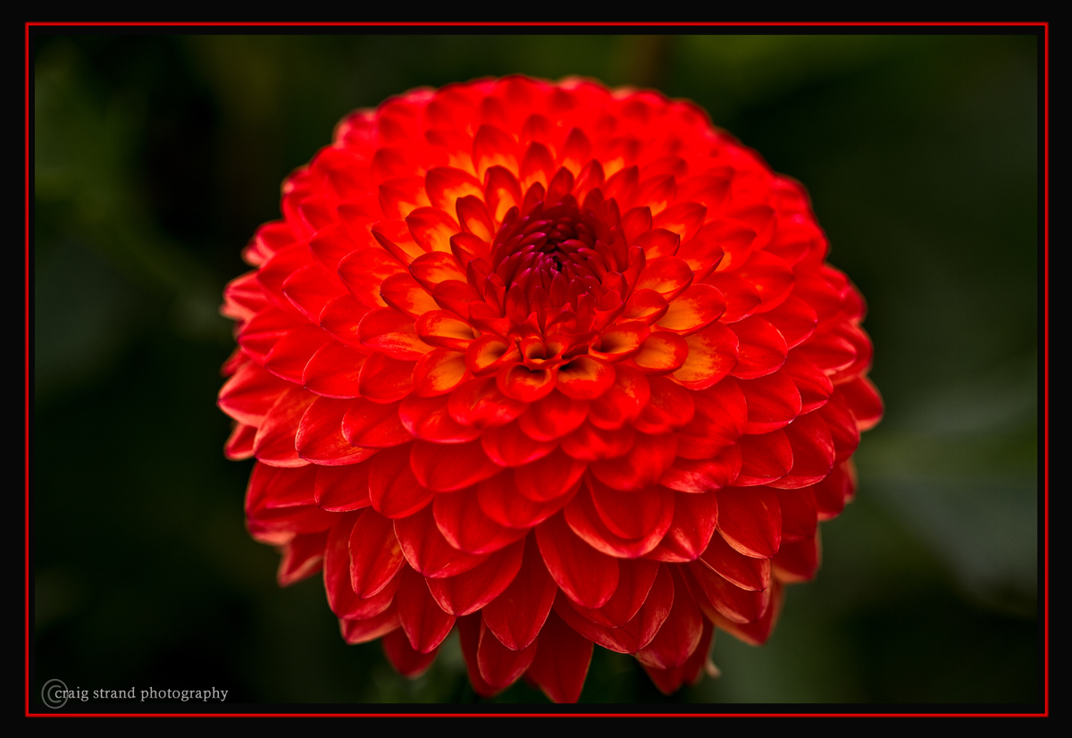 Dhalia 3