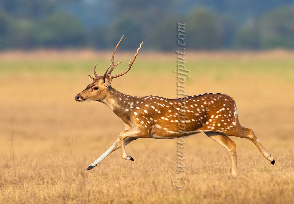 On the run