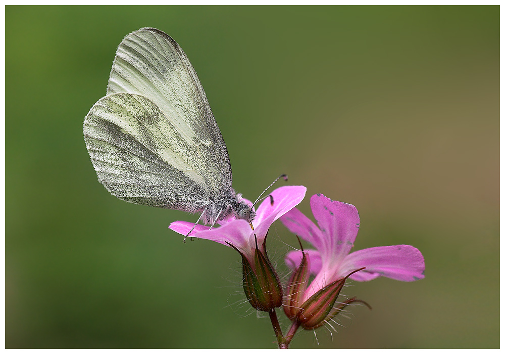 Wood White butterfly