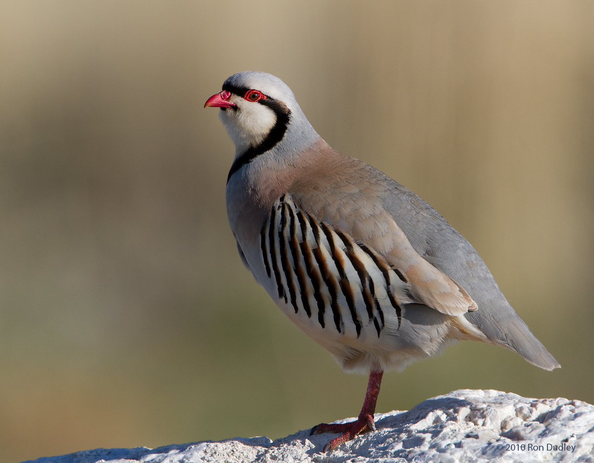Chukar