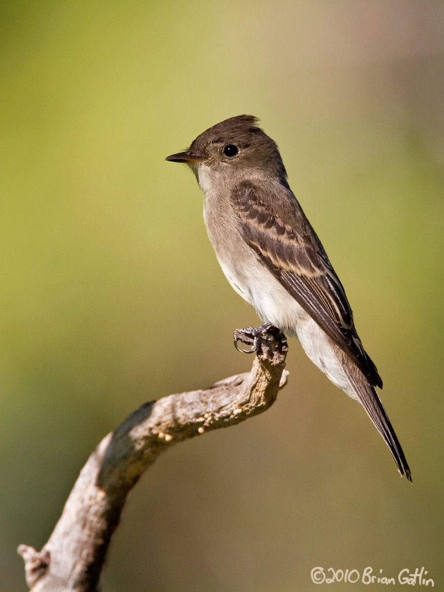 Western Wood-Pewee