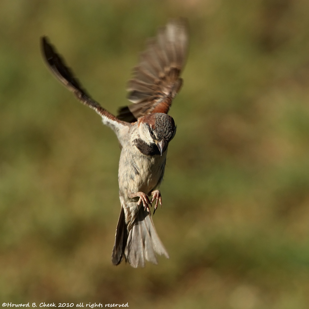 Summer Sparrow