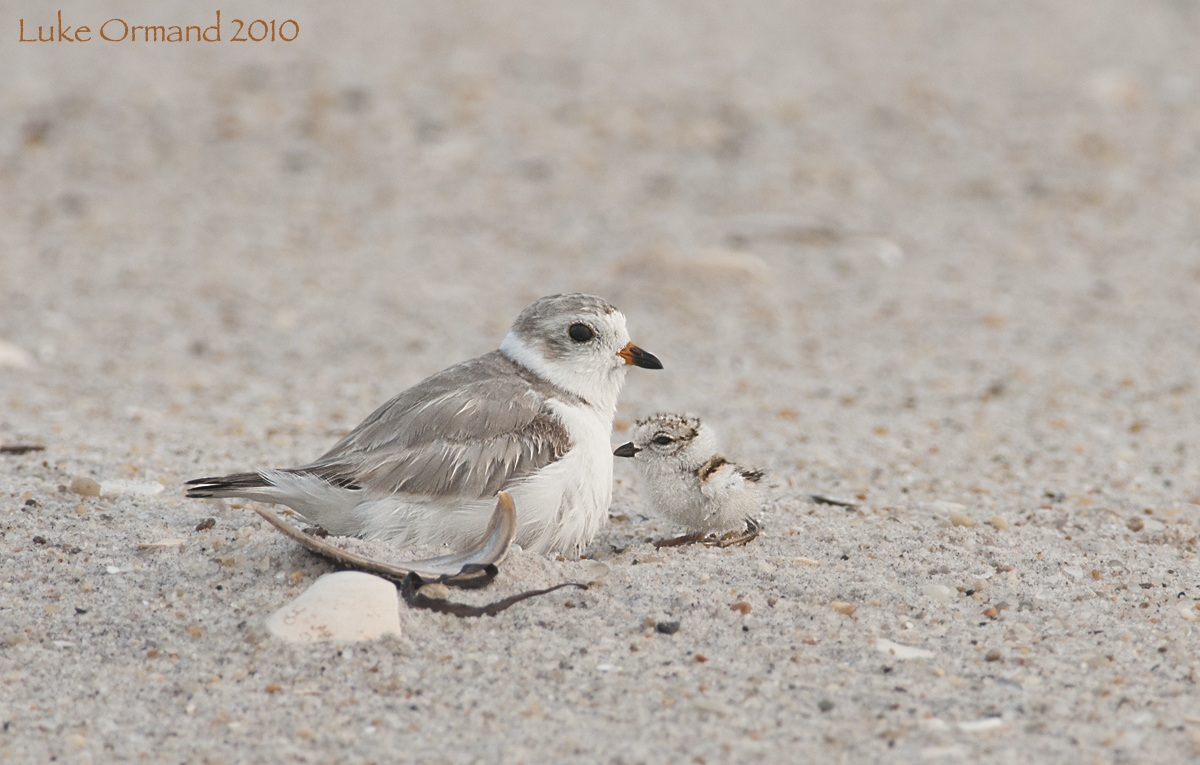 PIping Plover w/Chick