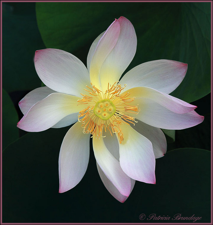 Weeping Lotus
