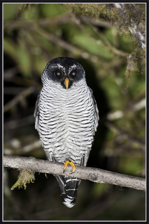 B&W Owl  + re-post