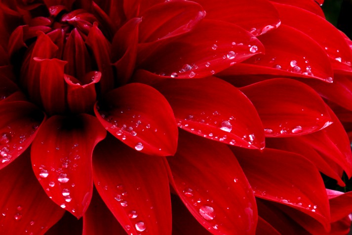 Dahlia Jewels