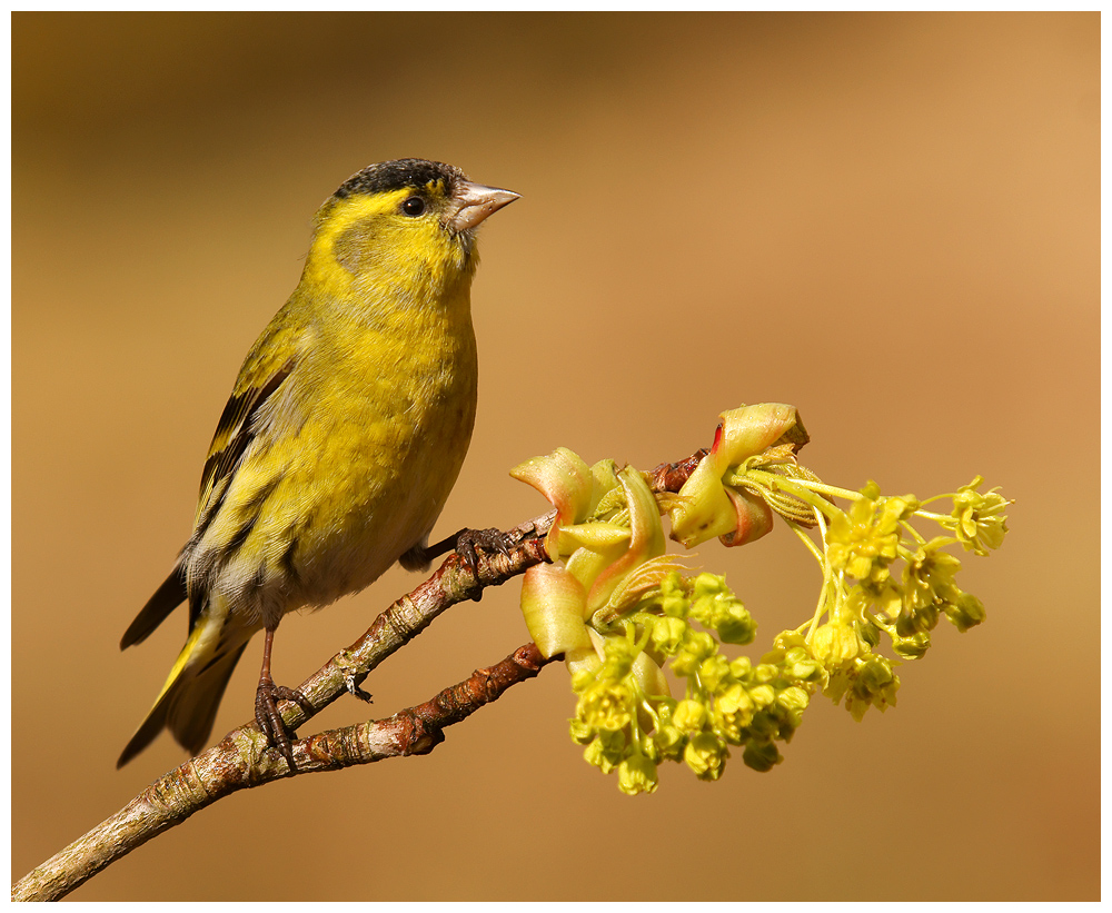 Male Siskin