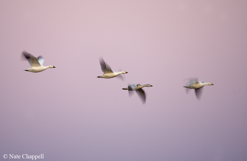 Snow Geese