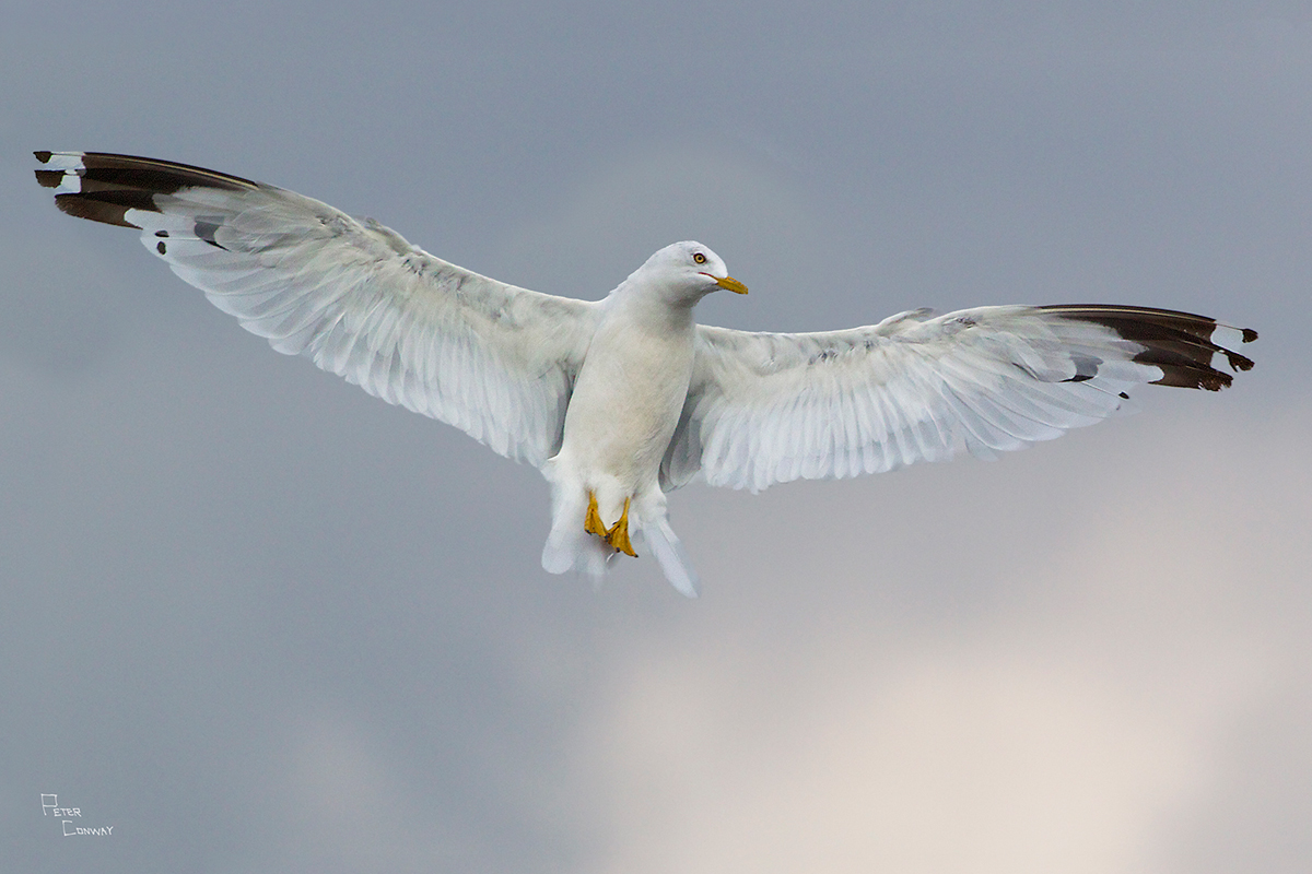 Gull Angel