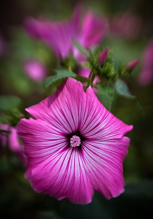 Hot Pink