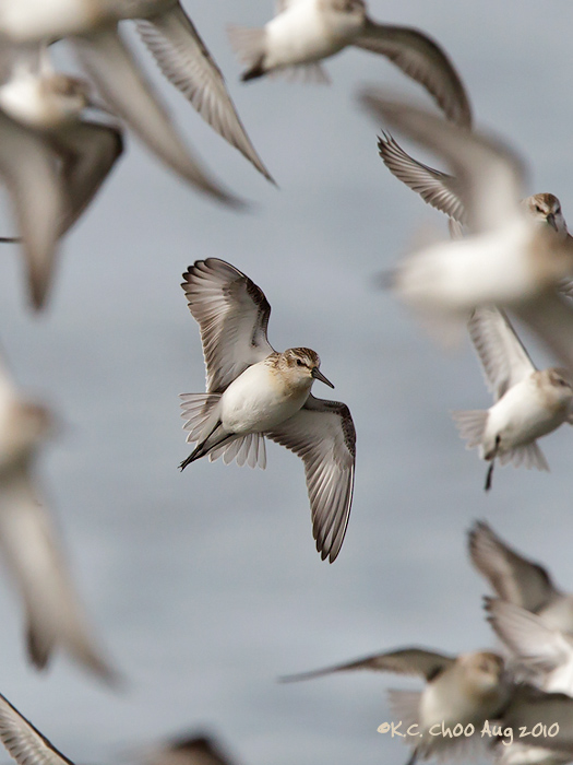 Western Sandpiper (+Square Crop)
