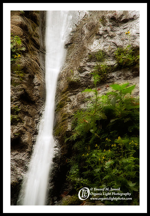Pfieffer Falls Closeup
