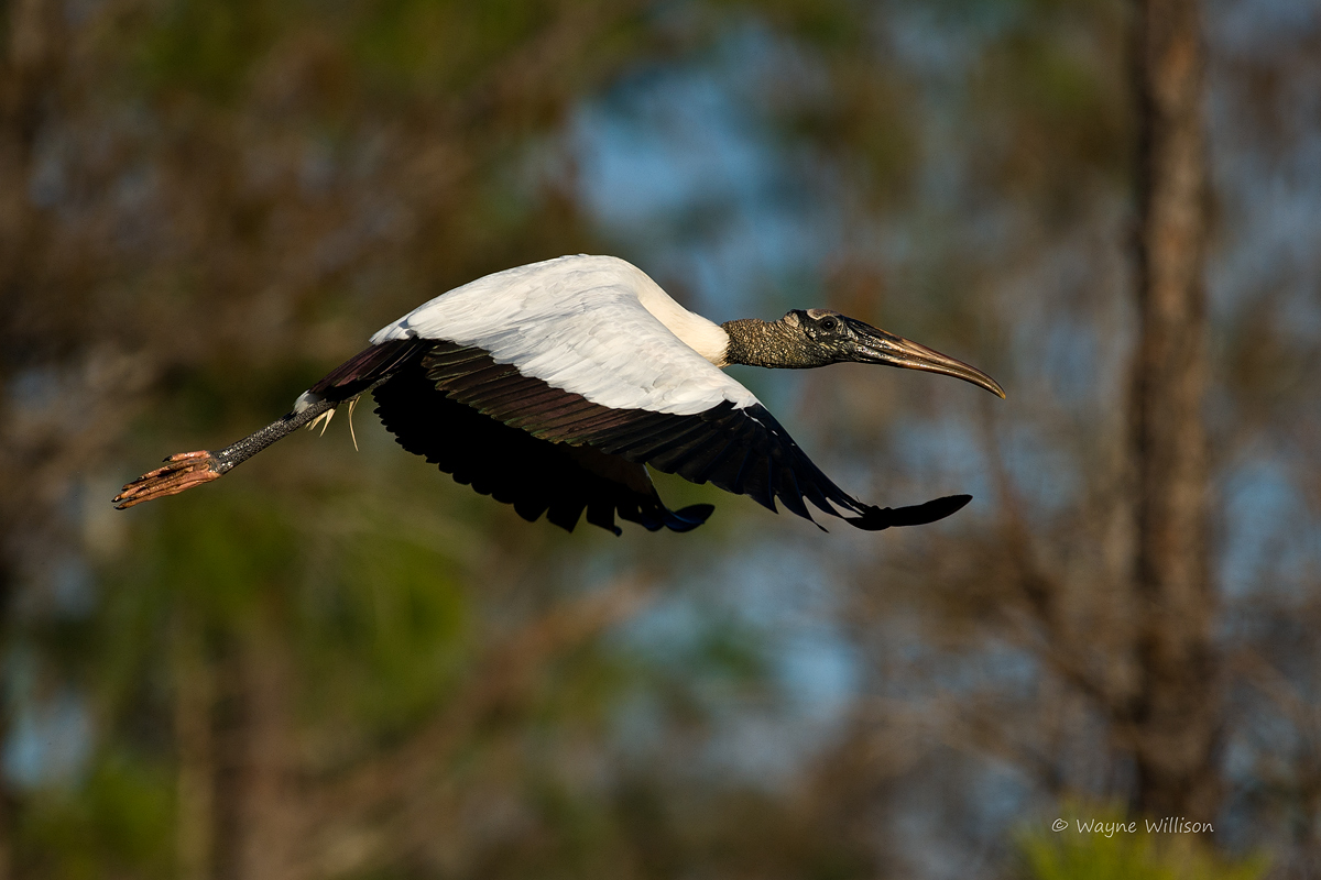 Wood Stork