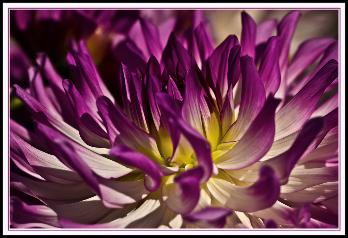 Dahlia 4
