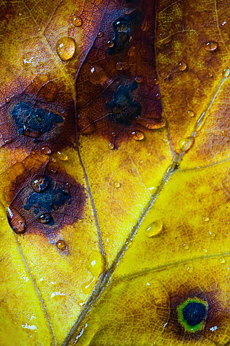 Tulip Tree Leaf in Rain